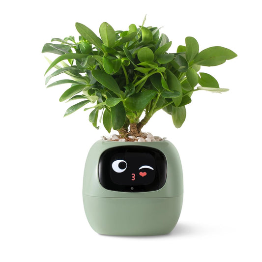 Smart Pet Planter by Sarphire