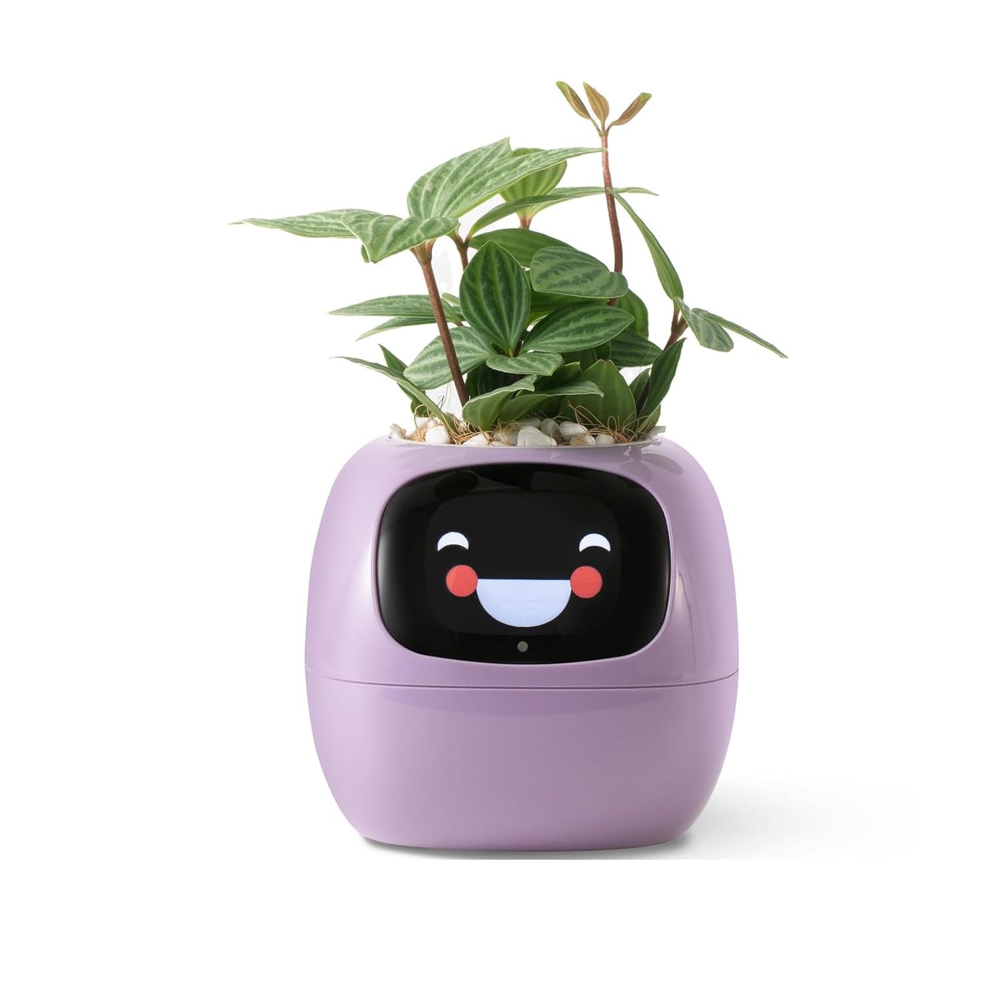 Smart Pet Planter by Sarphire